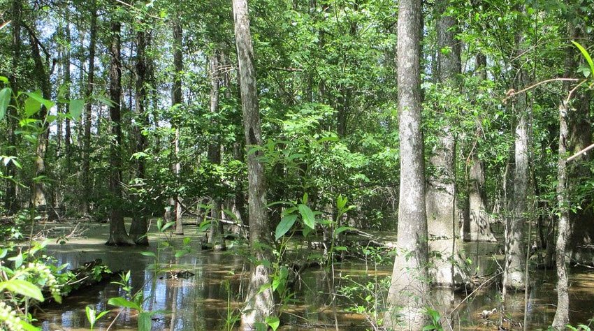 Tickfaw State Park, Louisiana, USA